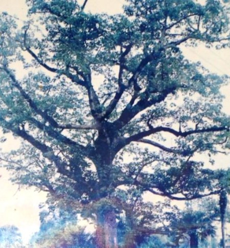 Cu Cay di san 400 tuoi 