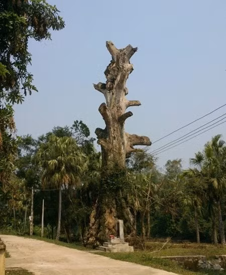 Cu Cay di san 400 tuoi 