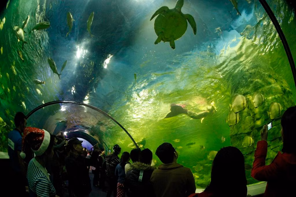 Bé sẽ được ngắm hàng ngàn con cá, động vật biển bơi lượn.