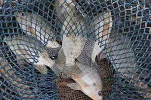 Năm 2009, các nghiên cứu ở Bộ Nông nghiệp Mỹ đã kiểm tra thủy hải sản nhập khẩu từ Trung Quốc và tiết lộ, nhiều trang trại ở Trung Quốc nằm trong khu vực bị ô nhiễm nặng và luôn cho cá ăn phân của gà, vịt, ngan.