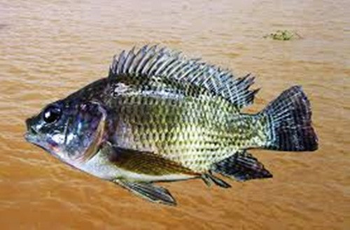 Dinbutylin, một chất hóa học được tìm thấy trong sản xuất nhựa PVC cũng được các chủ trang trại cho vào. Hóa chất độc hại này có thể gây viêm nhiễm và làm suy yếu hệ miễn dịch. Nó cũng làm tăng nguy cơ dị ứng, béo phì và rối loạn chuyển hóa.