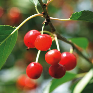 Đau cơ bắp. Uống nước anh đào. Các nhà nghiên cứu Anh mới đây đã phát hiện ra rằng, những người uống 2 cốc nước ép anh đào trong 10 ngày sẽ trở lại tập luyện nhanh hơn. Đó là vì các đặc tính chống viêm và chống oxy hóa trong anh đào và các loại nước ép trái cây màu đỏ tím sậm khác như nho, lựu… Các chất này sẽ làm giảm tổn thương cơ bắp do tập luyện.