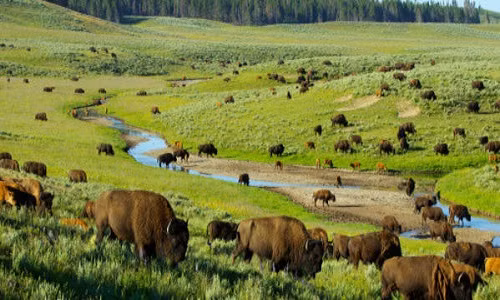 Gia đình anh thả chúng những ở khu đất rộng hoặc trong rừng có nơi để thoải mái đi lại, thậm chí có nhà ở như khách sạn 5 sao để tránh tuyết, tránh gió.