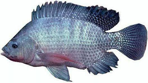 Đã có nhiều báo cáo rằng cá rô phi được nuôi từ phân động vật. Điều đó làm tăng nguy cơ ung thư cao gấp 10 lần so với cá đánh bắt tự nhiên. Đây không phải là lời suy đoán mà đã được chứng minh.