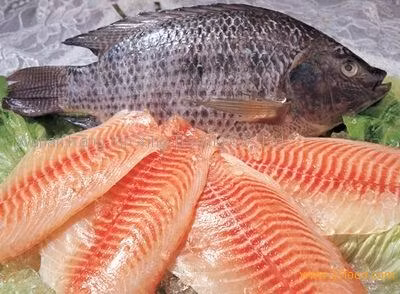 Cá rô phi là một trong những loại cá nuôi phổ biến được nhiều người ăn bởi nó rẻ mà hương vị lại thơm ngon. Nó là loài thủy sản tiêu thụ chạy thứ 4 ở Hoa Kỳ. Vậy thì tại sao nó nguy hiểm ?