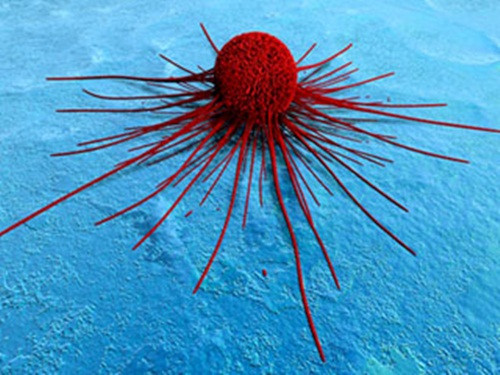 Tuy nhiên, các nhà nghiên cứu chưa đưa ra giả thuyết cụ thể rằng một liều tinh khiết của olepcanthal có thể được sử dụng trong điều trị. Khái niệm đó mới chỉ là một lợi ích lớn của dầu oliu trong việc phòng chống ung thư.