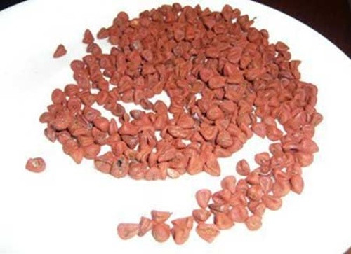 Hạt cà ri. Loại hạt này nên ngâm những qua đêm, sau đó nhai vào buổi sáng để cải thiện mùi hương của bạn suốt cả ngày. Đầu tiên bạn sẽ thấy nó có vị hơi đắng, nhưng càng nhau thì lại càng cảm thấy vị mát thanh tuyệt vời tan trong miệng.