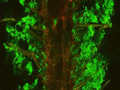 Số lần mặc. Khi được hỏi bạn mặc bao nhiêu lần quần tất rồi mới giặt thì hầu hết câu trả lời của chị em nhiều hơn một. Theo bác sỹ, nếu như bạn mặc hơn 1 lần sau rồi mới giặt thì có khả năng sẽ khiến vi khuẩn càng sinh sôi nảy nở.