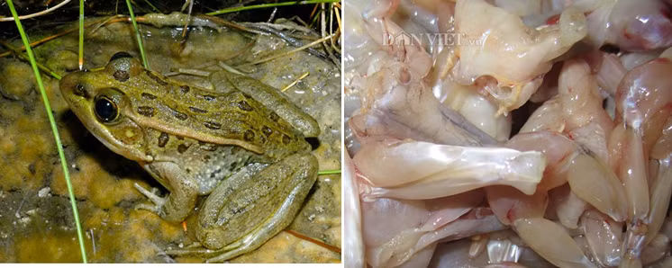 Thịt nhái được biết đến là một nguyên liệu chứa nhiều protein, lipid, các muối Ca, P, Fe các vitamin B1,B2,PP, có vị ngọt cay, tính hàn, không độc, có tác dụng thanh nhiệt, giải độc, chống viêm, trừ cam tích rất tốt.