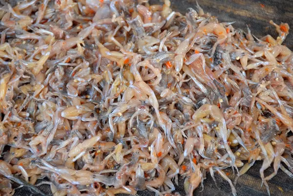 Chữa bệnh cho người nói nhịu: Bạn có thể lấy thịt nhái, tán nhỏ, sau đó pha và rượu uống 2 lần trong ngày. Bài thuốc này giúp chữa bệnh cho những người bị nói nhịu, nói năng lung tung không kiểm soát được.