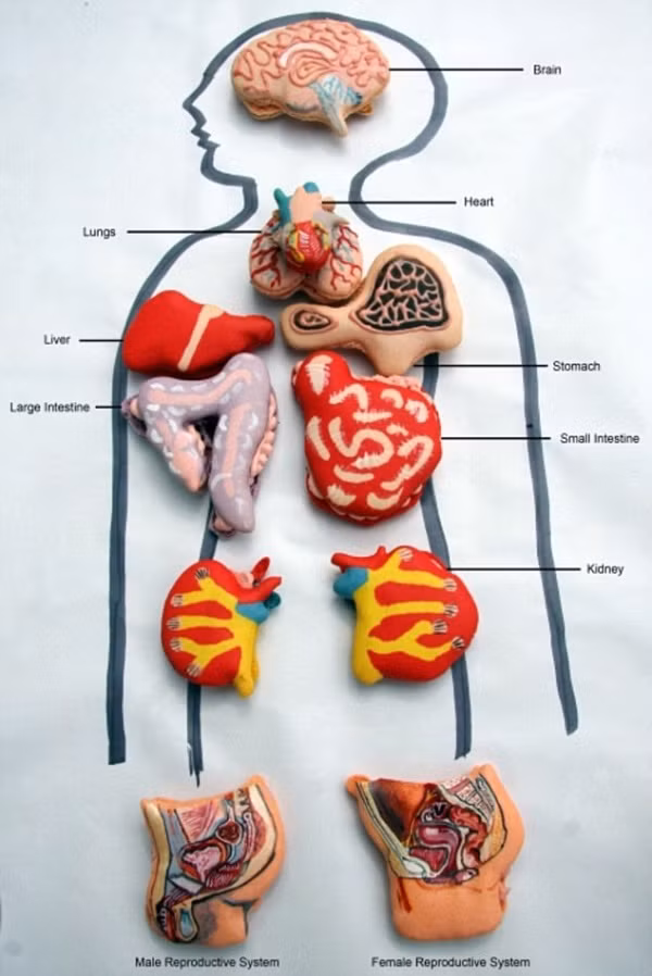 Bánh kem giải phẫu cơ thể người.