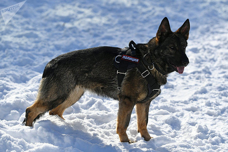Theo chuyên gia đào tạo chó nghiệp vụ trong Bộ Nội vụ Nga, thử thách khó nhất đối với một chú chó nghiệp vụ là công việc lần theo dấu vết. Bởi ma túy hay chất nổ đều có mùi đặc trưng riêng và số mùi cũng không quá nhiều, nhưng đối với mùi của một nghi phạm trong một vụ án lại hoàn toàn khác. Nguồn ảnh: Sputnik.