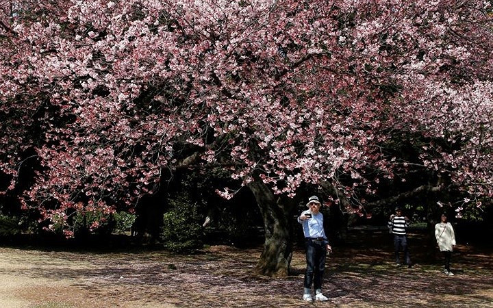 Du khách nước ngoài thích thú với hoa anh đào tại Vườn ngự uyển Shinjuku, thủ đô Tokyo, Nhật Bản.