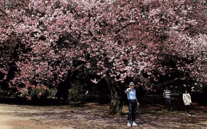 Du khách nước ngoài thích thú với hoa anh đào tại Vườn ngự uyển Shinjuku, thủ đô Tokyo, Nhật Bản.