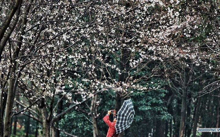 Hoa anh đào đẹp mong manh tại Nam Xương. Ảnh: Tân Hoa Xã.