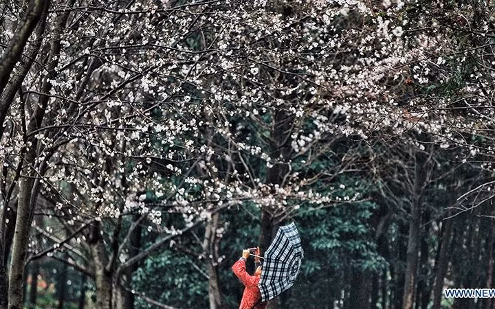 Hoa anh đào đẹp mong manh tại Nam Xương. Ảnh: Tân Hoa Xã.