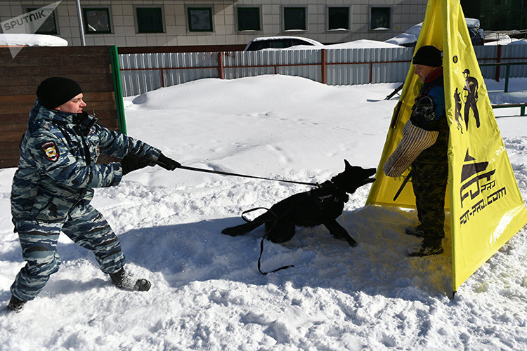 Việc huấn luyện chó nghiệp vụ kéo dài từ sáu tháng đến một năm. Sau kỳ thi sát hạch các chú chó trên sẽ trở thành "nhân viên" Bộ Nội vụ Nga. Mỗi con chó có riêng một hồ sơ cá nhân, ghi rõ quá trình tham gia khám phá các vụ án. Nguồn ảnh: Sputnik.