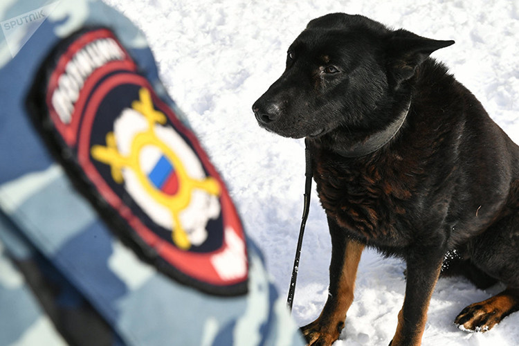 Ở hiện trường vụ án có nhiều loại mùi khác nhau có thể đánh lừa khứa giác của chó nghiệp vụ, đó có thể là mùi của thủ phạm, nạn nhân, một người mất tích, một mảnh cơ thể, quần áo và như vậy. Ví dụ như tên cướp bị bắt giữ giấu được con dao, chó cần phải tìm ra nó theo mùi chủ sở hữu. Và nếu vũ khí lạnh bê bết máu, con chó sẽ tìm kiếm nó theo mùi của nạn nhân. sẽ dễ dàng hơn nhiều. Nguồn ảnh: Sputnik.