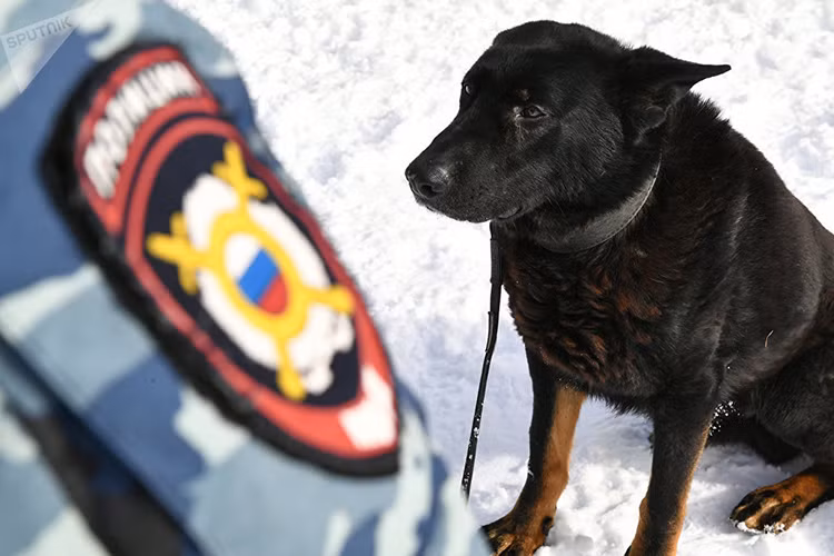 Ở hiện trường vụ án có nhiều loại mùi khác nhau có thể đánh lừa khứa giác của chó nghiệp vụ, đó có thể là mùi của thủ phạm, nạn nhân, một người mất tích, một mảnh cơ thể, quần áo và như vậy. Ví dụ như tên cướp bị bắt giữ giấu được con dao, chó cần phải tìm ra nó theo mùi chủ sở hữu. Và nếu vũ khí lạnh bê bết máu, con chó sẽ tìm kiếm nó theo mùi của nạn nhân. sẽ dễ dàng hơn nhiều. Nguồn ảnh: Sputnik.