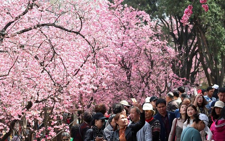  Hoa anh đào khoe sắc tại công viên ở thành phố Côn Minh, tỉnh Vân Nam, Trung Quốc.