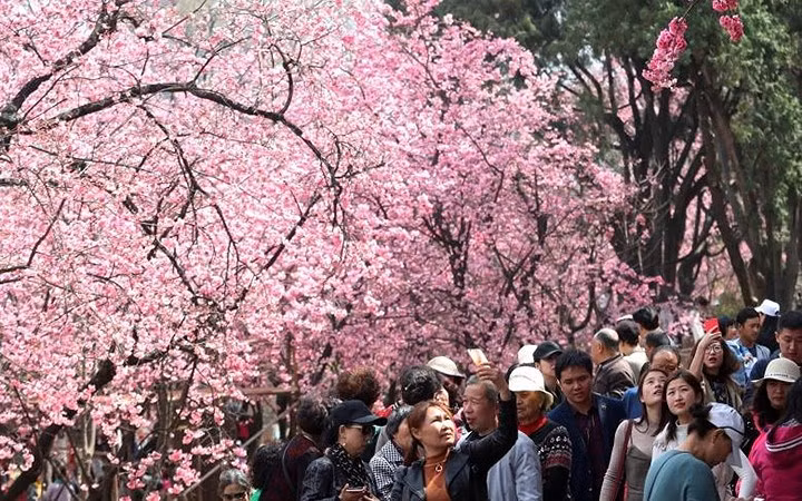  Hoa anh đào khoe sắc tại công viên ở thành phố Côn Minh, tỉnh Vân Nam, Trung Quốc.