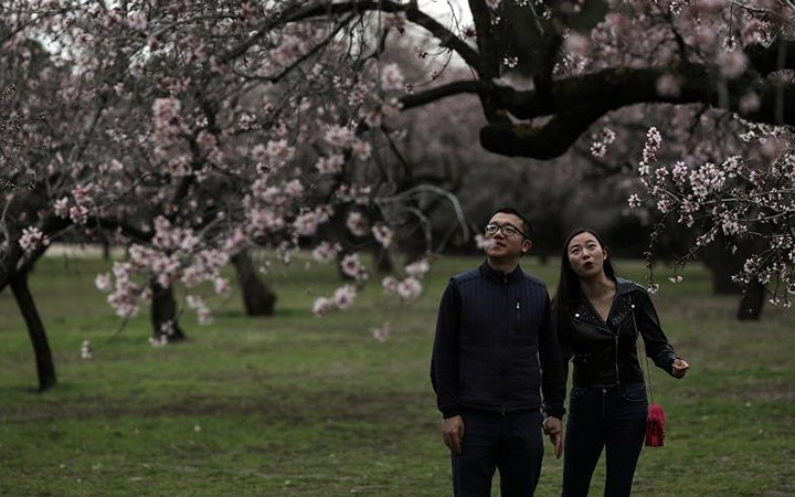 Một cặp đôi thích thú ngắm hoa anh đào nở rộ tại công viên ở Madrid.