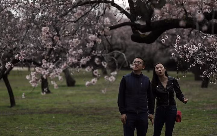 Một cặp đôi thích thú ngắm hoa anh đào nở rộ tại công viên ở Madrid.