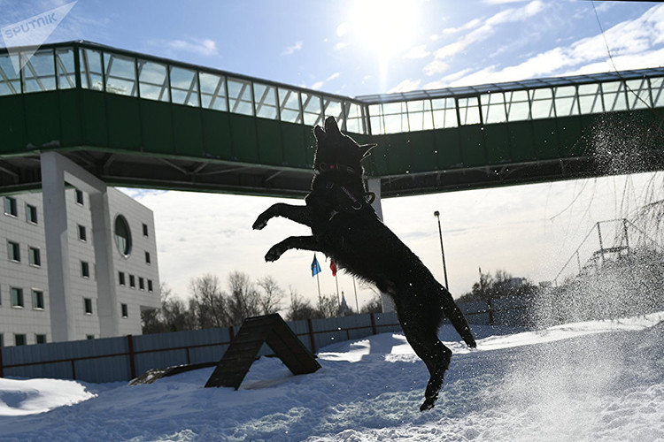 Theo Thanh tra Sergey Kilov thuộc Trung tâm Cảnh khuyển Quận Tây Moscow cho biết, chúng tôi thường đưa các ứng viên tới địa điểm không quen thuộc với chúng và ném bóng Những con chó không sợ và chạy theo bóng được vào giai đoạn tiếp theo, những con còn lại bị loại bỏ. Ở đây chất lượng luôn là yếu tối quyết định hơn là thân chế của ứng viên. Nguồn ảnh: Sputnik.