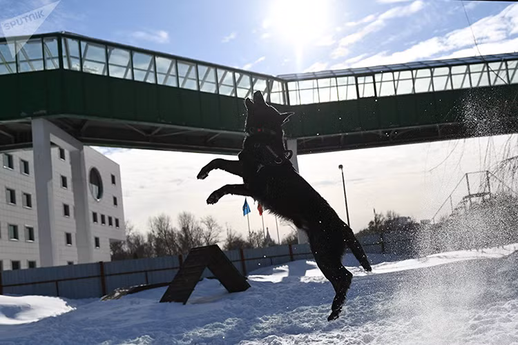 Theo Thanh tra Sergey Kilov thuộc Trung tâm Cảnh khuyển Quận Tây Moscow cho biết, chúng tôi thường đưa các ứng viên tới địa điểm không quen thuộc với chúng và ném bóng Những con chó không sợ và chạy theo bóng được vào giai đoạn tiếp theo, những con còn lại bị loại bỏ. Ở đây chất lượng luôn là yếu tối quyết định hơn là thân chế của ứng viên. Nguồn ảnh: Sputnik.