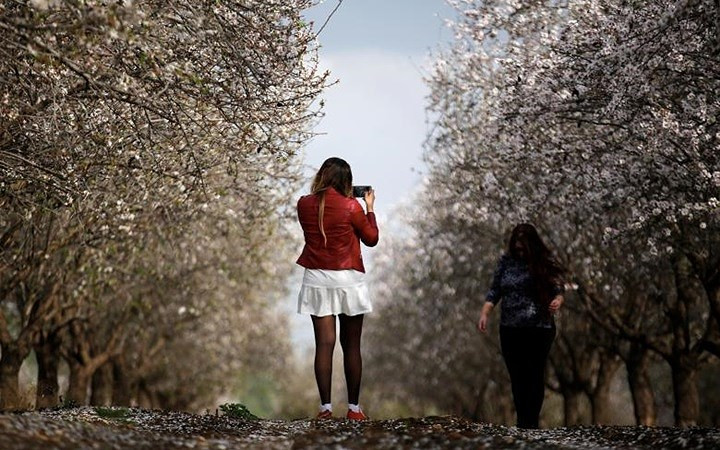 Hoa anh đào tại Israel. Du khách chụp ảnh tại vườn hoa gần công viên Kiryat Gat.