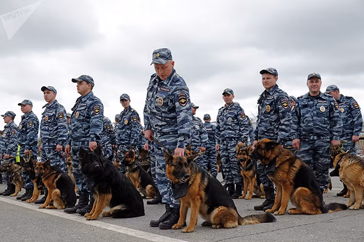 Tuổi thọ của chó nghiệp vụ trong biên chế Bộ Nội vụ Nga là từ 8 đến 10 năm, sau đó chúng sẽ được tìm một chủ nhân mới để sống nốt những ngày còn lại. Theo thông thường thì các nhân viên của Bộ Nội vụ Nga sẽ là người nhận nuôi chúng khi chúng “ra quân” và hầu hết trong số đó đều có cuộc sống hạnh phúc khi về già. Nguồn ảnh: Sputnik.