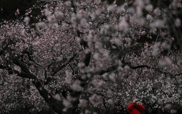 Hoa anh đào bắt đầu nở rộ ở thủ đô Madrid, Tây Ban Nha.