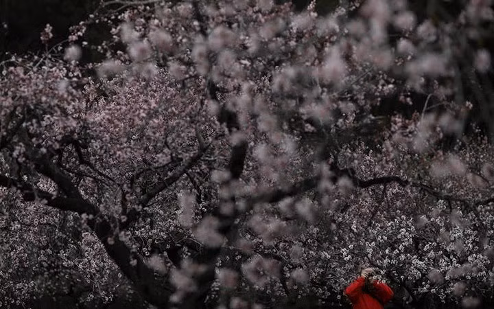 Hoa anh đào bắt đầu nở rộ ở thủ đô Madrid, Tây Ban Nha.