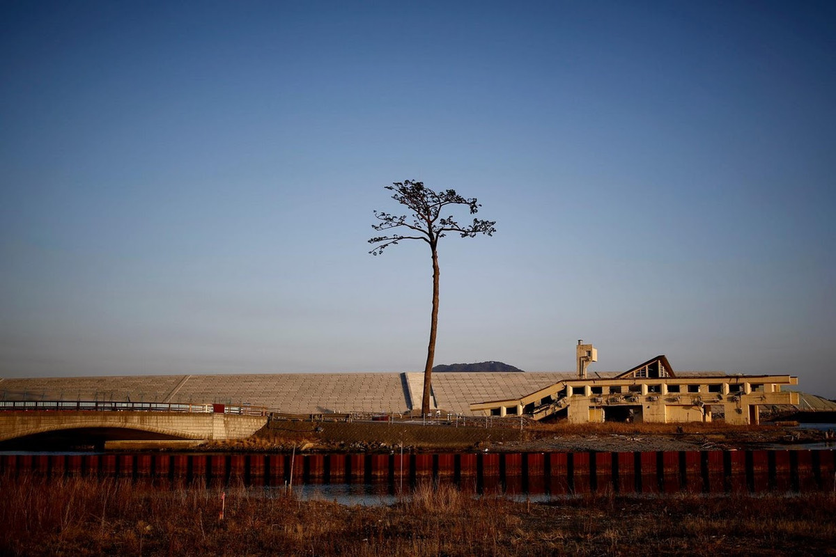 "Cây thông kỳ diệu" đã trở thành biểu tượng của niềm hy vọng và sự hồi phục vì đứng vững trong trận sóng thần 2011. Giờ đây, cây đứng cạnh bức tường bê tông gây tranh cãi.