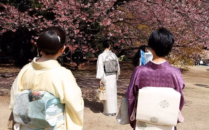 Nói đến hoa anh đào thì không thể bỏ qua Nhật Bản. Hoa anh đào là một và mùa hoa anh đào nở cũng là mùa du khách đổ về đất nước mặt trời mọc.