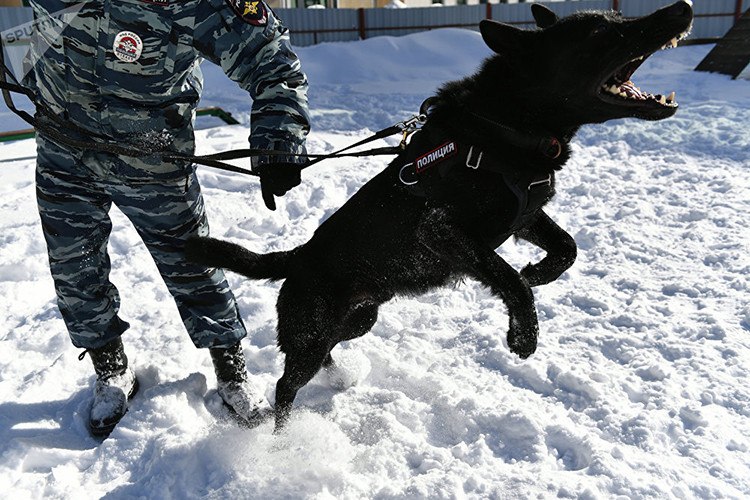 Cũng theo vị thanh tra này, có ba lĩnh vực chính mà chó nghiệp vụ sẽ được triển khai đến hiện trường gồm: ma túy, chất nổ và con người. Trong mỗi vụ, những loại chó nghiệp vụ khác nhau sẽ được sử dụng, bởi chúng được đào tạo dành riêng cho nhiệm vụ đó. Nguồn ảnh: Sputnik.