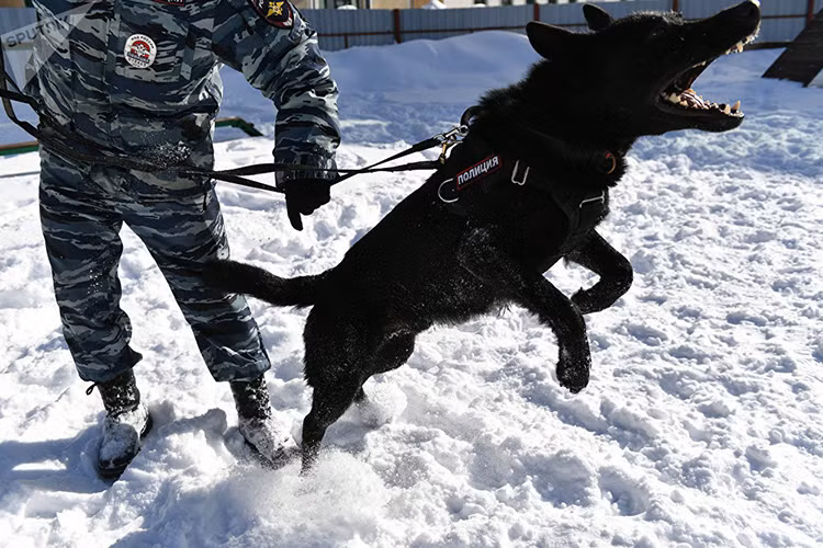 Cũng theo vị thanh tra này, có ba lĩnh vực chính mà chó nghiệp vụ sẽ được triển khai đến hiện trường gồm: ma túy, chất nổ và con người. Trong mỗi vụ, những loại chó nghiệp vụ khác nhau sẽ được sử dụng, bởi chúng được đào tạo dành riêng cho nhiệm vụ đó. Nguồn ảnh: Sputnik.