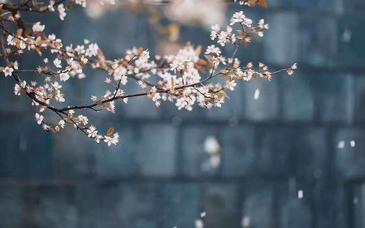 Những cánh anh đào monh manh tại thành phố Nam Xương, thủ phủ tỉnh Giang Tây, Trung Quốc. Ảnh: Tân Hoa Xã