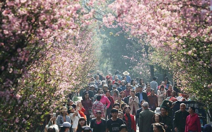 Du khách đổ về công viên thành phố Côn Minh để ngắm hoa anh đào.