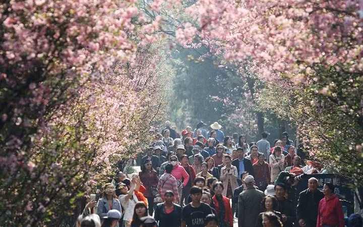 Du khách đổ về công viên thành phố Côn Minh để ngắm hoa anh đào.