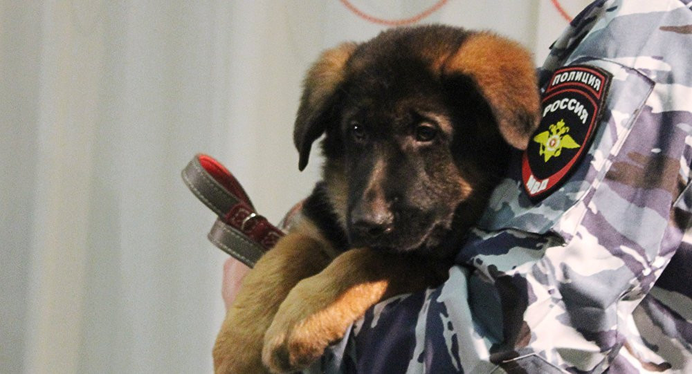 Để được phục vụ trong các đơn vị cảnh khuyển Nga, chó con được lựa chọn ở độ tuổi ít nhất là sáu tháng tuổi. Tất cả đều phải qua mức kiểm tra nghiêm ngặt, trong số 10 ứng cử viên chỉ có 2 được công nhận là phù hợp. Người dạy chó nghiệp vụ có thể nhận chó không chỉ từ những người gây giống chuyên nghiệp, mà còn từ những người bình thường. Phả hệ của con chó ở đây không quan trọng. Nguồn ảnh: Sputnik.