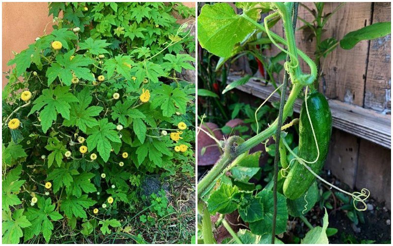 Được biết, trước đó, để đón chồng sang cùng con gái, vợ diễn viên Hoàng Anh mạnh tay chi tiền mua 1 căn nhà mới rộng rãi và khang trang hơn cho cả gia đình có nơi sinh hoạt.