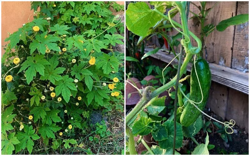 Được biết, trước đó, để đón chồng sang cùng con gái, vợ diễn viên Hoàng Anh mạnh tay chi tiền mua 1 căn nhà mới rộng rãi và khang trang hơn cho cả gia đình có nơi sinh hoạt.