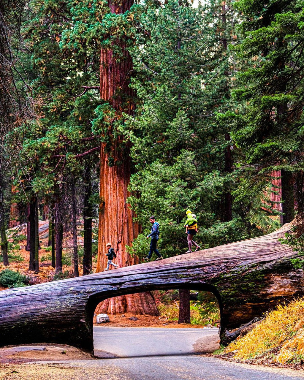 Sequoia National Park cũng nổi tiếng vì xuất hiện đường hầm xuyên cây độc đáo. Một cây sequoia lớn bật gốc năm 1937 được cắt khoảng lớn ở giữa vừa đủ để chiếc xe đi qua. Mỗi thời điểm, đường hầm giữa cánh rừng mang một vẻ đẹp khác nhau.