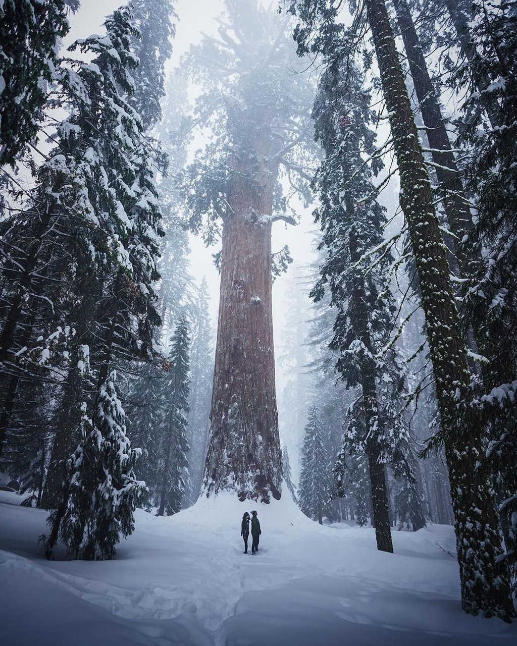 Cảnh quan khu rừng chứng minh vẻ đẹp hùng vĩ và sự đa dạng của tạo hóa.