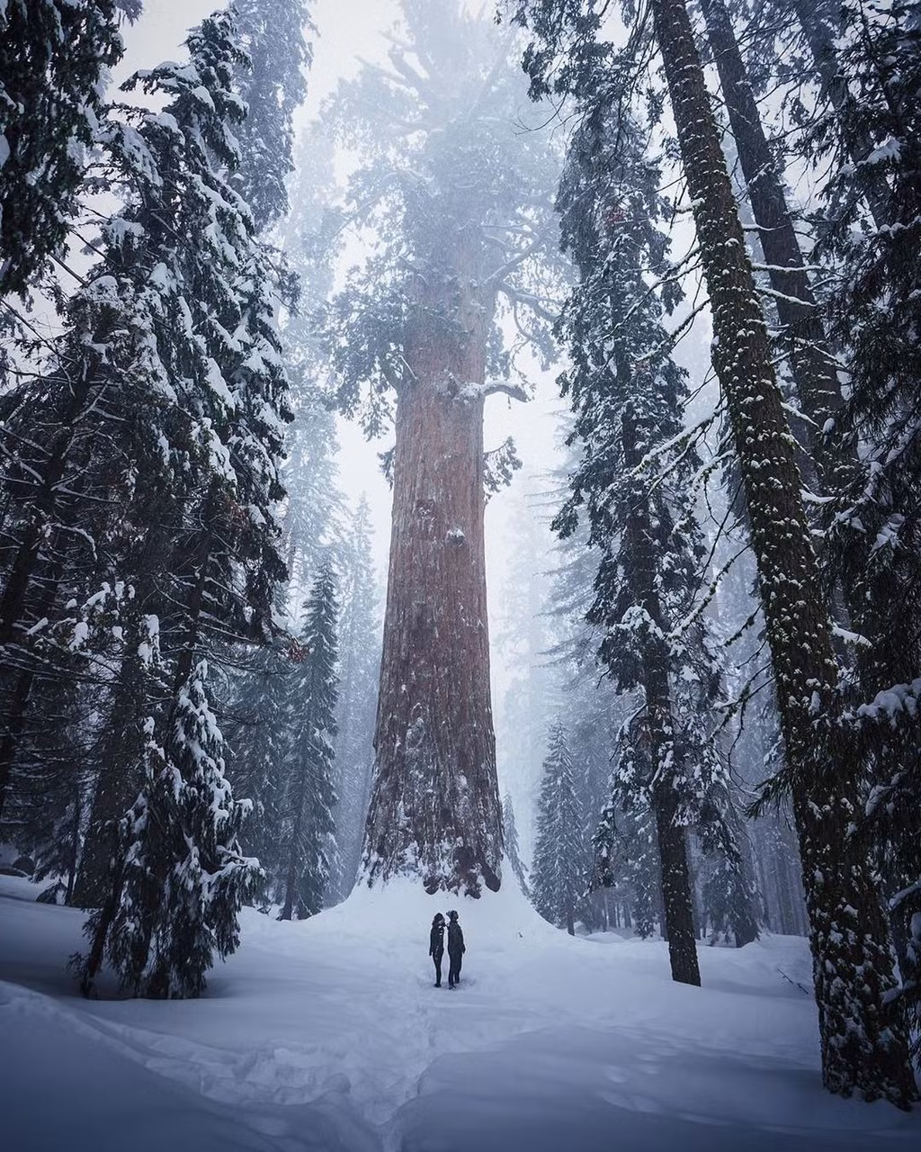 Cảnh quan khu rừng chứng minh vẻ đẹp hùng vĩ và sự đa dạng của tạo hóa.