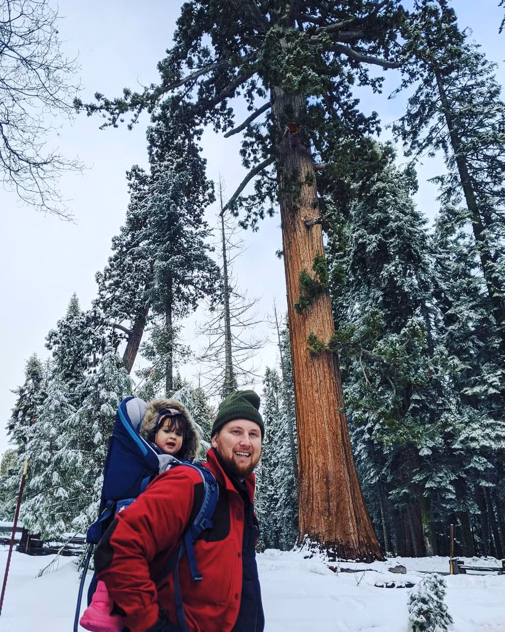 Bạn có thể đi bộ giữa những cây lớn tuyết phủ ở Sequoia.