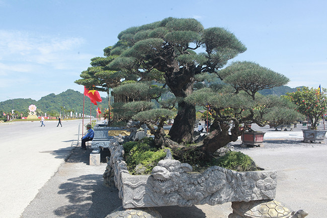 Cây phi lao có nguồn gốc từ Bình Định, anh Minh mua lại của một người chơi cây cảnh ở Hà Nội với giá hơn 1 tỷ đồng cách đây 2 năm.