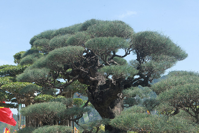 Sở dĩ tác phẩm có tên là “tóc mây” bởi nhìn mỗi bông tán như một đám mây đang bay trên bầu trời.