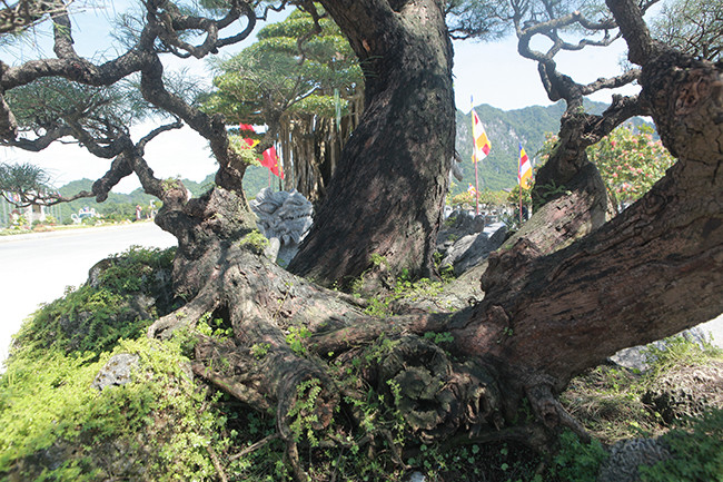 Bệ rễ của các cây bện vào nhau vững chắc.